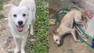 Cadela é espancada por ex-companheiro, e mulher aciona a polícia