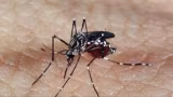 Timóteo registra médio risco de infestação do Aedes aegypti no primeiro LIRAa de 2026