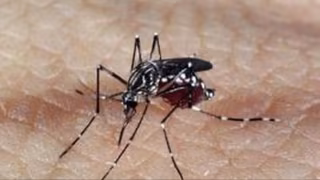 Timóteo registra médio risco de infestação do Aedes aegypti no primeiro LIRAa de 2026