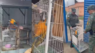 Aliado do Comando Vermelho suspeito de tráfico milionário de animais é preso em Minas Gerais