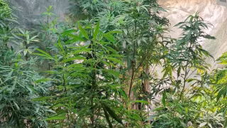 PM encontra plantação de maconha em sítio e apreende 120 pés em Magé