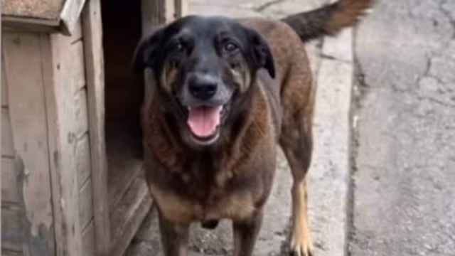 Polícia Civil faz buscas em investigação sobre morte de cão comunitário em Florianópolis