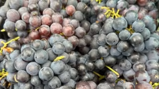 RS projeta safra de uvas acima da média histórica em 2025/2026