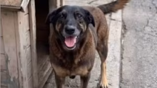 Pais e tio de suspeitos são indiciados por coagir testemunha no caso do cão Orelha em Florianópolis