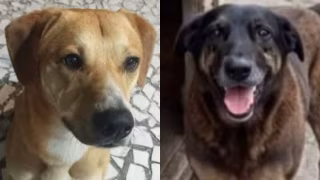 Cão Orelha: adolescentes suspeitos também teriam tentado afogar outro cachorro, diz delegado