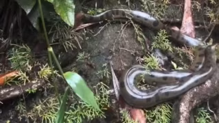 Grupo encontra sucuri durante passeio em cachoeira no Amazonas