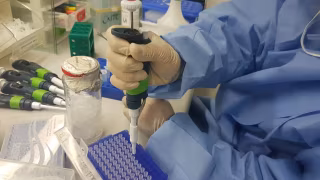 Potencial pandêmico: entenda o que é o vírus Nipah e por que ele preocupa autoridades