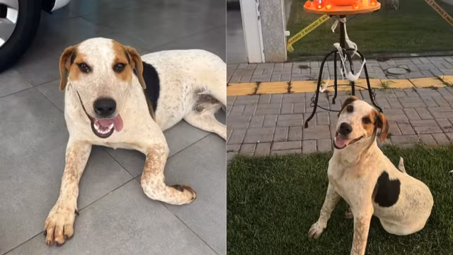 Cachorro comunitário morre após ser baleado; polícia apura caso no Paraná