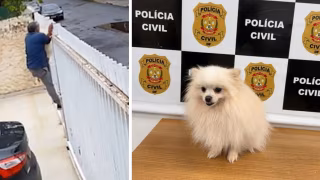 Homem furta cachorro em casa no Lago Norte; Polícia Civil prende suspeito e recupera animal