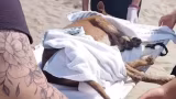 Cadela comunitária é encontrada esfaqueada em praia de SP