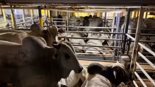 Exportação de gado vivo do Brasil dobra em três anos e bate recorde em 2025