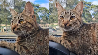 Como gatos podem ajudar a desvendar a cura do câncer em humanos