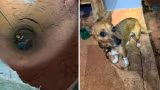 VÍDEO: Idosa cai em cisterna desativada de 13 metros dentro de casa em Montes Claros e é resgatada com ajuda de cãozinho