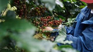 Faemg alerta que PEC do fim da escala 6x1 pode fechar 28 mil vagas no campo