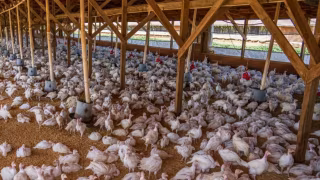 Novo surto de gripe aviária na Argentina ameaça retomada de vendas de carne aviar para a União Europeia
