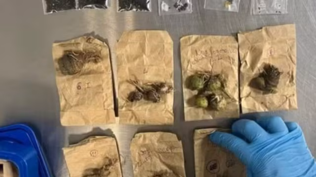 Tchecos são presos em Guarulhos com mais de 100 cactos e 2 mil sementes retirados ilegalmente do RS