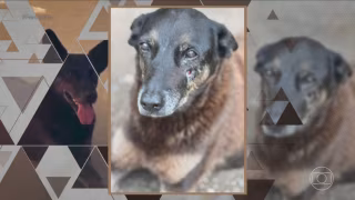 ‘Se tivesse visto, teria falado’, diz porteiro sobre agressões no caso Orelha