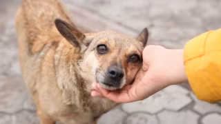 Maus-tratos a animais crescem 1.400% no Brasil desde 2021, aponta CNJ