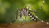 Santana do Paraíso registra 5,3% de infestação por Aedes aegypti e entra em alto risco para dengue
