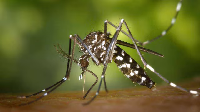 Santana do Paraíso registra 5,3% de infestação por Aedes aegypti e entra em alto risco para dengue