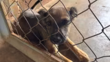 Da agressão ao acolhimento: especialistas e protetores falam sobre os maus-tratos a animais