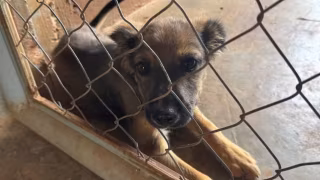 Da agressão ao acolhimento: especialistas e protetores falam sobre os maus-tratos a animais