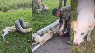 Militares do Exército resgatam cachorro atacado por sucuri de três metros no Pará