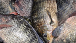 MG vai proibir entrada de tilápia do Vietnã após estudo apontar risco sanitário