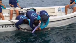 Tubarões-tigre passam a ser monitorados por satélite após aparições frequentes no litoral do Rio