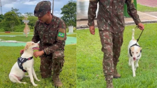 Cadela atacada por sucuri de 3 metros é resgatada por militares em Itaituba e acaba adotada por sargento