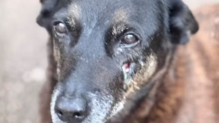 Exumação do cão comunitário Orelha é autorizada e perícia ficará com a Polícia Científica