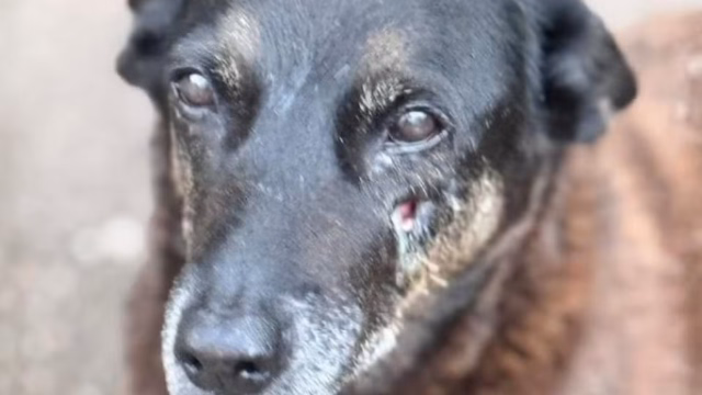 Exumação do cão comunitário Orelha é autorizada e perícia ficará com a Polícia Científica