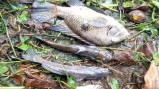 Prefeitura de São Sebastião multa Sabesp em R$ 100 mil por contaminação do Rio Maresias