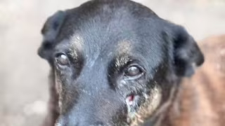 Caso Orelha: MP terá 30 dias para avaliar vídeos e celulares de investigados em SC