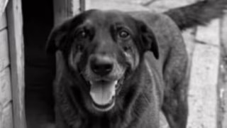 Perícia após exumação do cão Orelha não encontra sinais evidentes de agressão nos ossos