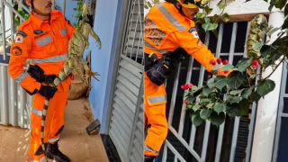 Iguana de quase 2 metros é resgatada pelos bombeiros após ficar presa em grade de casa de moradora em Minas Gerais