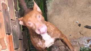 Voluntários resgatam pit-bull em situação de maus-tratos após chuvas em Juiz de Fora