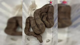 Jiboia é encontrada em piscina e resgatada por moradores no Paranoá, no DF