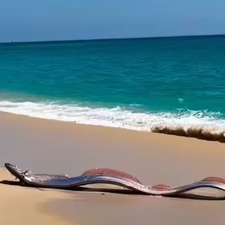 “Peixe do fim do mundo” encalha em praia do México e surpreende banhistas