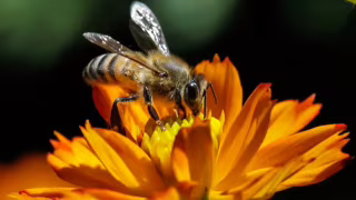 Ataque de abelhas em fazenda de café deixa um morto e 17 feridos em Rio Paranaíba