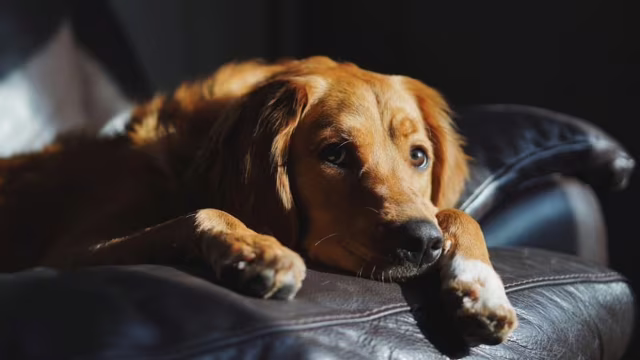 TJMG decide que ‘pet não é filho’ e impõe regras patrimoniais em disputa entre ex-tutores