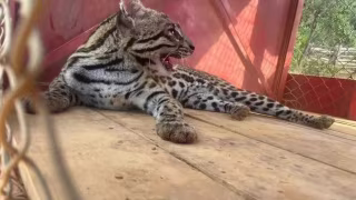 Jaguatirica invade propriedade, mata gato e é capturada pelos Bombeiros em Bom Jesus do Amparo