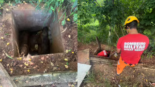 Capivaras caem em caixa de passagem na ETE de Itabira e mobilizam Bombeiros