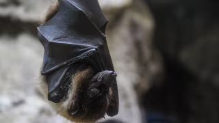 BH confirma 1º caso de raiva em 2026 após morcego morto testar positivo no Barreiro