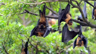 BH reforça orientações após contato com animais com risco de raiva