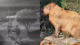 Polícia tenta identificar 8 homens flagrados por vídeo espancando capivara na Zona Norte do Rio