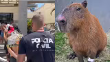 Justiça do RJ determina internação de dois adolescentes por ataque a capivara na Ilha do Governador