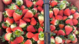 Importação de morango do Egito dispara e preocupa produtores em Minas Gerais