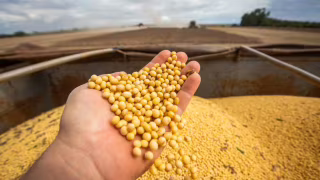 Brasil inicia negociações com a China sobre inspeção fitossanitária da soja