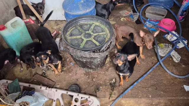 Idosa é presa por maus-tratos após 18 cães serem encontrados em condições insalubres em Iapu